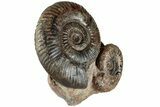 Free-Standing Fossil Ammonite (Hammatoceras) Pair - France #227335-3
